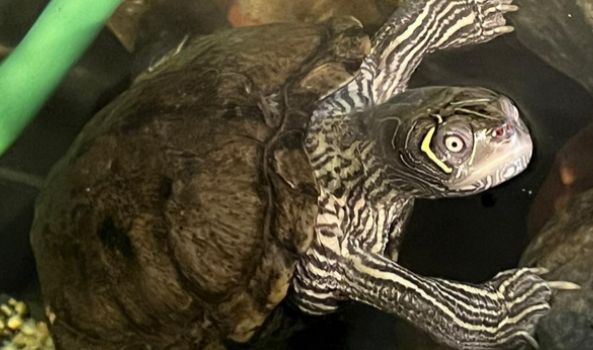 Fundmunition in der Schule 