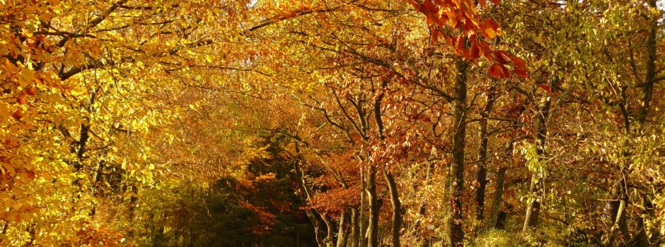 Ausflugstipps für Wormser