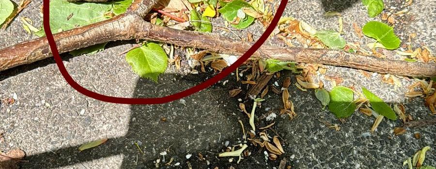 Kinder spielen hier – kein Platz für Hundekot auf dem Schulgelände