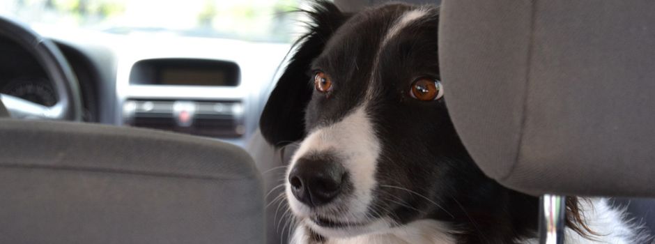 Hund bei Hitze im Auto – darf ich die Scheibe einschlagen?