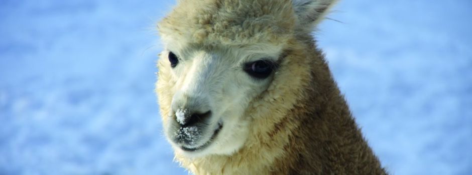 Oktober im Zoo Augsburg: Erinnerung der Elefanten und Höhe des Himalaya-Landes