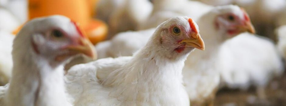 Achtung: Geflügelimpfung