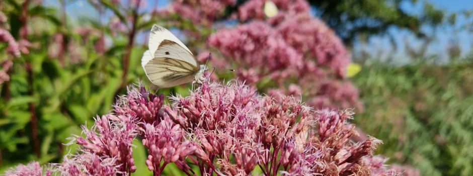 „Hier brummt’s“: Naturschutzstiftung Heidekreis startet Wettbewerb