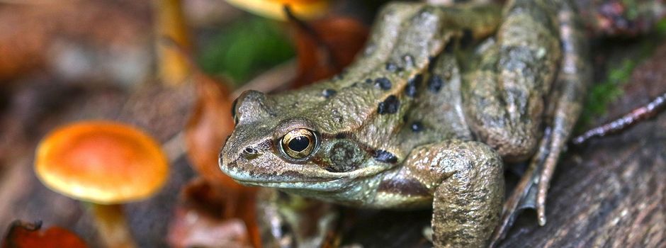 Auch 2026 bietet das EnBW-Förderprogramm „Impulse für die Vielfalt“ wieder die Möglichkeit, wichtige Schutzprojekte für heimische Amphibien und Reptilien in Baden-Württemberg finanziell umzusetzen und damit aktiv zur Artenvielfalt beizutragen.