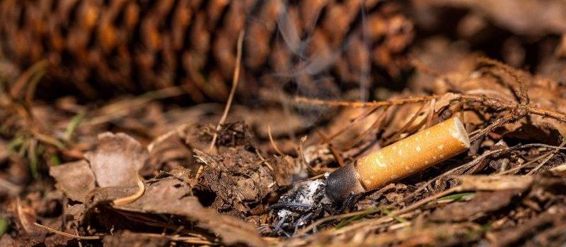 Waldbrandgefahr steigt - Vorsicht beim Waldbesuch!