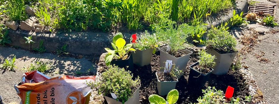 Nachhaltige Bepflanzung der Blumenkübel gestartet