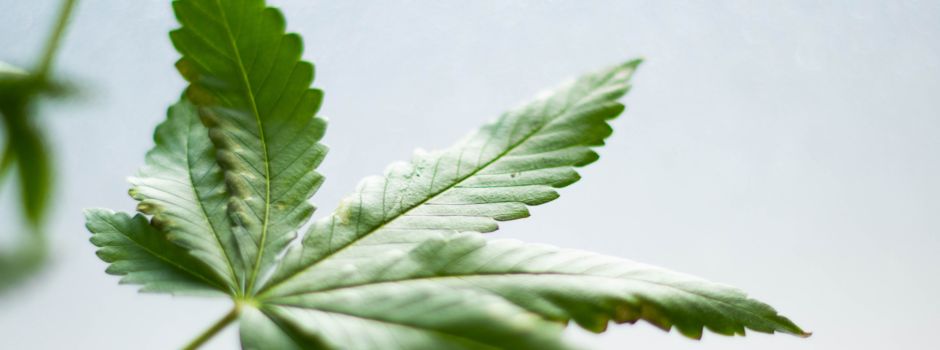 CBD auf dem Vormarsch: Warum liegt es im Trend?