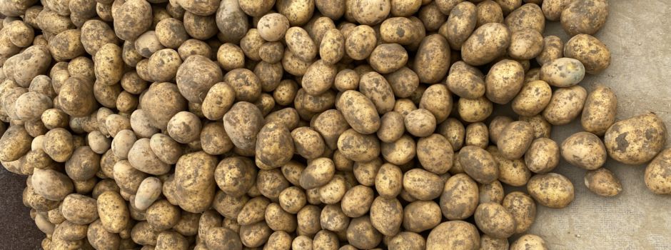 Kartoffelacker 2023 !!