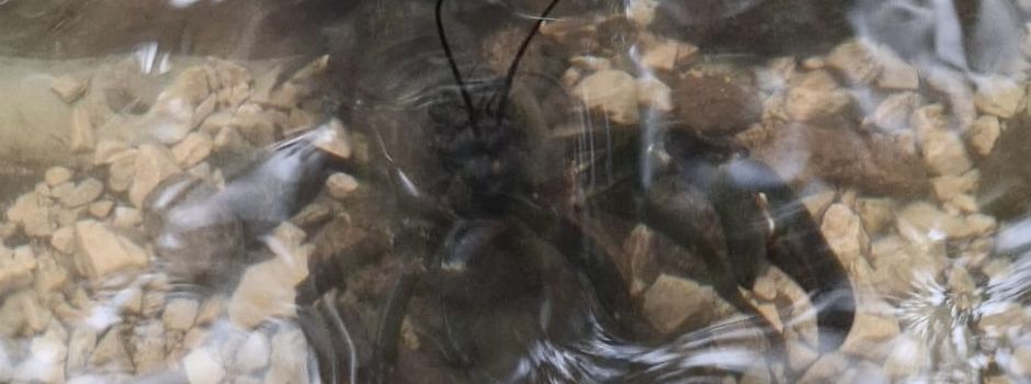 Tote Krebse in Brunnen am Sedanplatz in Wiesbaden entdeckt