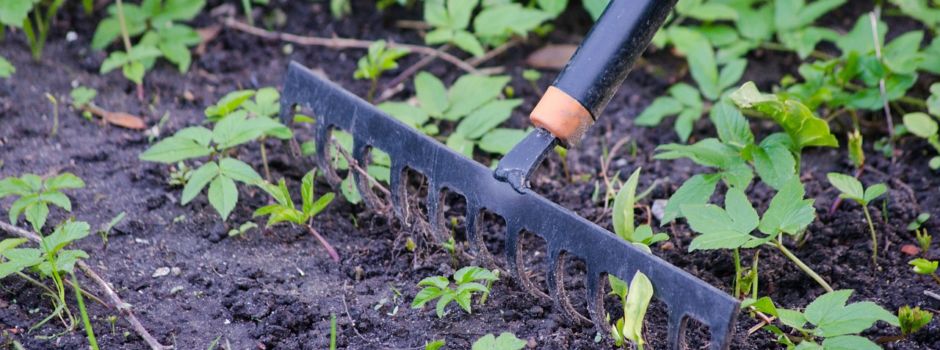 Baum- bzw. Grünpflege vereinbaren