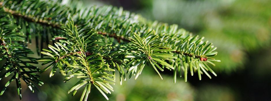 Abholung der Weihnachtsbäume