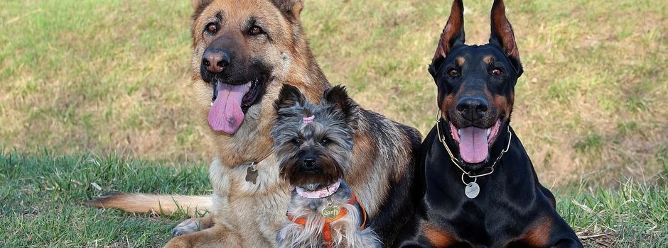 Haben Sie Ihren Hund zur Besteuerung angemeldet?