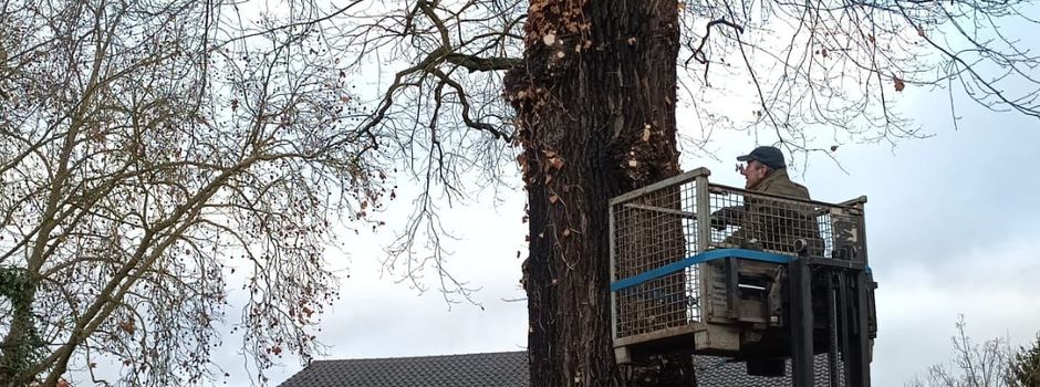 Wahrzeichen Alsheims erfolgreich gepflegt 