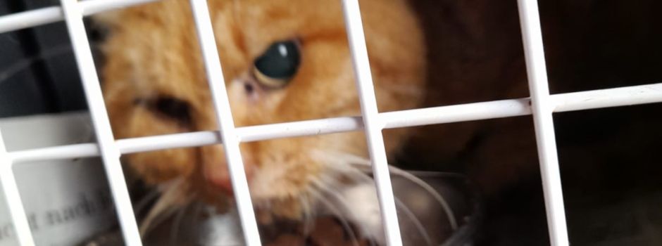 Fundkatze - wer vermisst den roten Tiger?