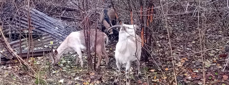 Ziegen-Alarm in Wiesbaden: Herde mäht Garten in Wohngebiet