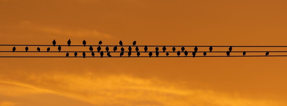 SuedLink: Information über den SuedLink-Baustart in der Gemeinde Meißner