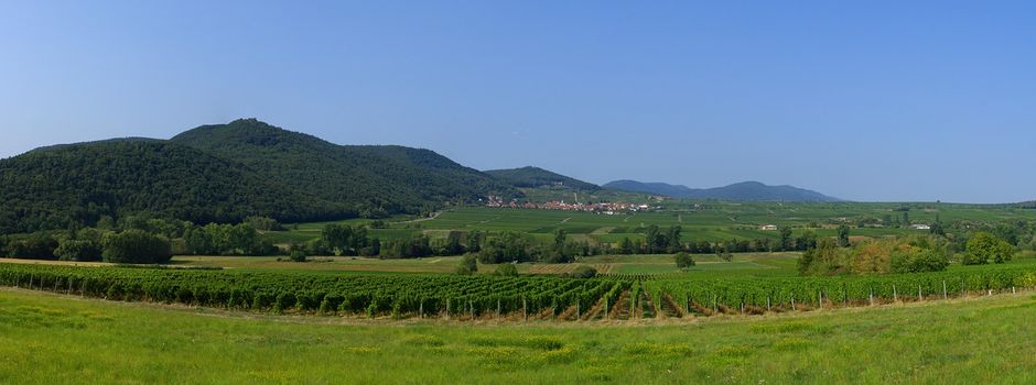 Fahrt zum Winzerumzug
