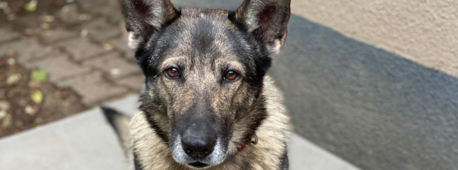 Mainzer Tierheim nimmt an RTL-Show teil