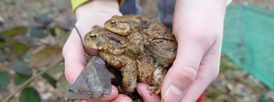 Kurz, aber heftig: So lief die Krötenwanderung 2025