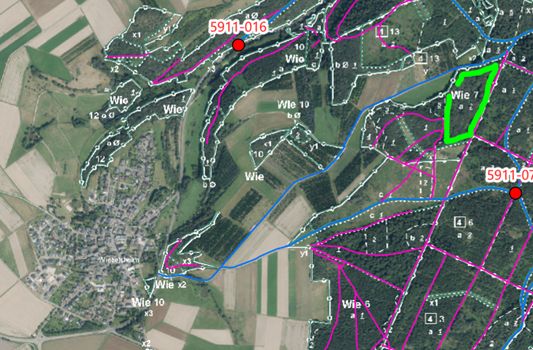 Schädlingsbefall an alten Eichen