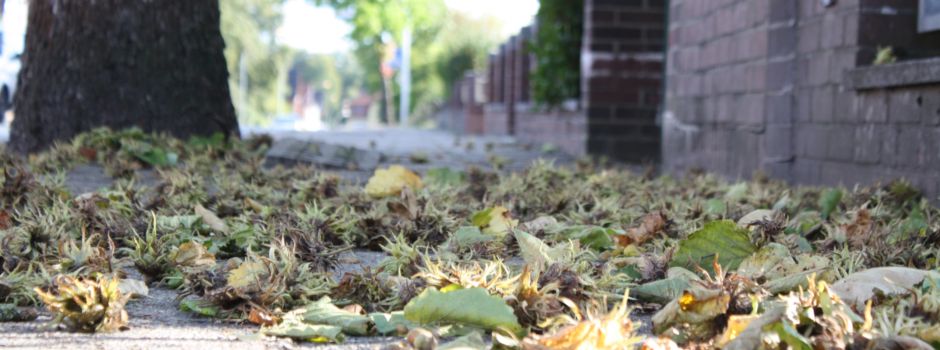 Baum wird zur „harten Nuss“