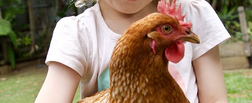 Workshop Hühnerglück zum Anfassen -Für Kinder von 5-12 Jahren-