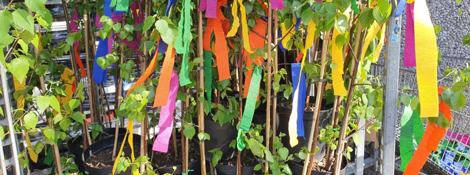Blumen Odenthal liefert „Maibaum to go“