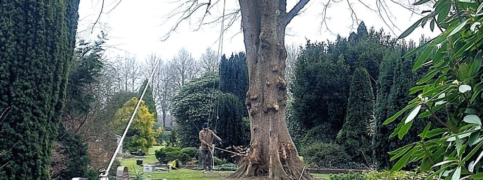 Linde auf dem Beverstedter Friedhof darf bleiben
