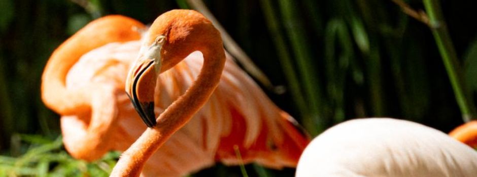 Abschied von Mainzer Flamingos: Das ist der Grund
