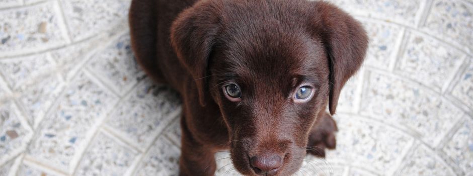 5 Orte für Hunde in Augsburg