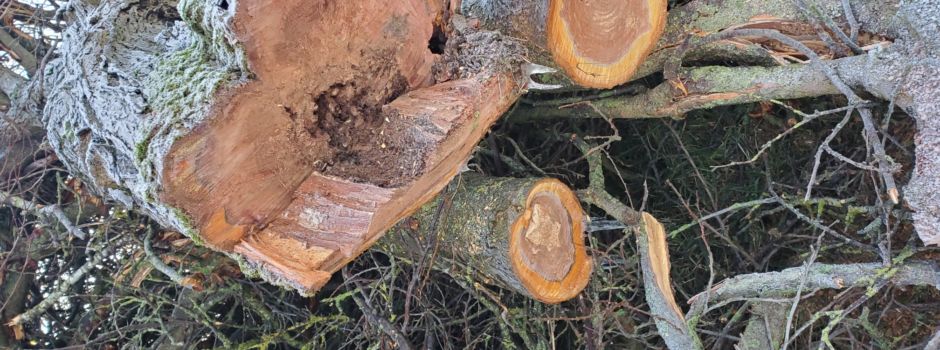 Fällungen am Goldenbower Damm