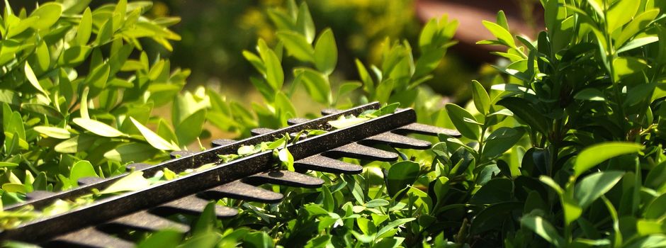 Ab 1. Oktober dürfen Gehölze geschnitten werden