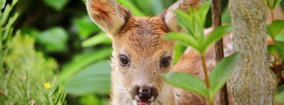 Kitzrettung mittels Wärmebild Drohne 2023
