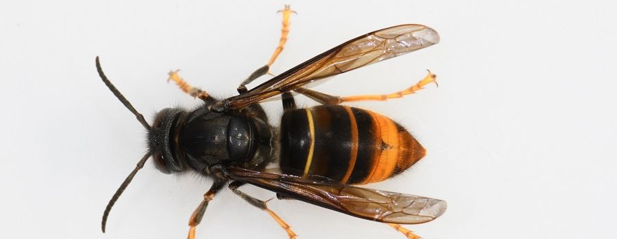 Asiatische Hornisse breitet sich in Baden-Württemberg weiter aus