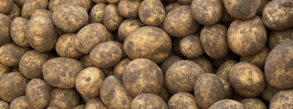 Update - Kartoffelacker 2025