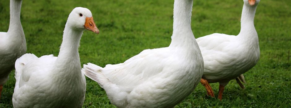 Strenge Stallpflicht gegen Geflügelpest
