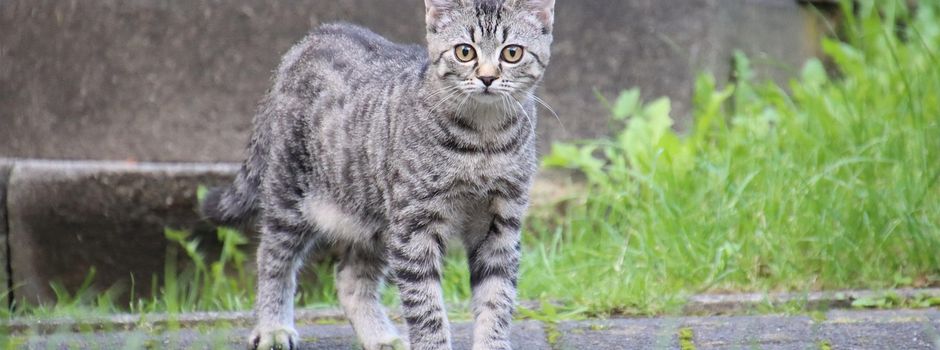 Verordnung der Gemeinde Epfenbach