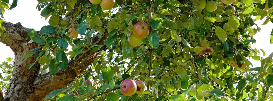 Gelbes Band in Harburg - Obst zum selberpflücken