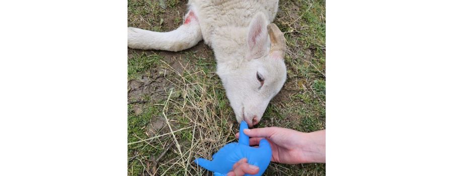 Oppenheimer Polizistinnen befreien Lämmer aus Zaun