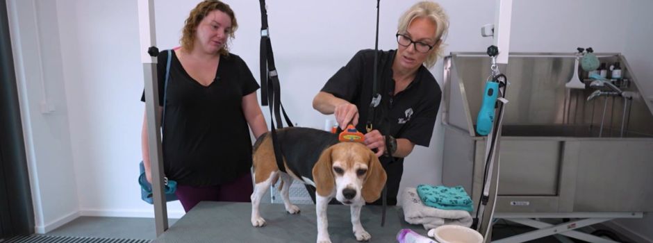 Wiesbadener Hunde-Friseurin in neuer TV-Show dabei