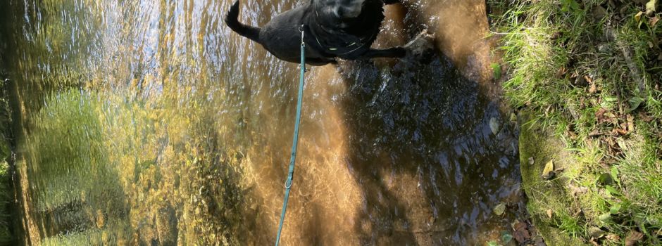 Stadt Mainz warnt Hunde- und Katzenbesitzer