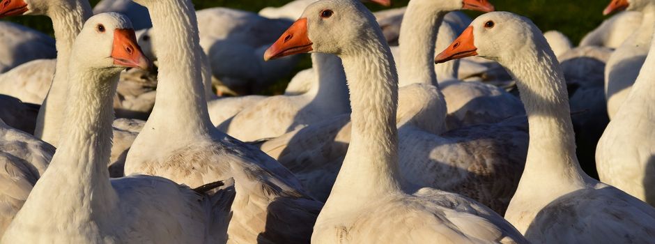 St. Martin Traditionen in Augsburg