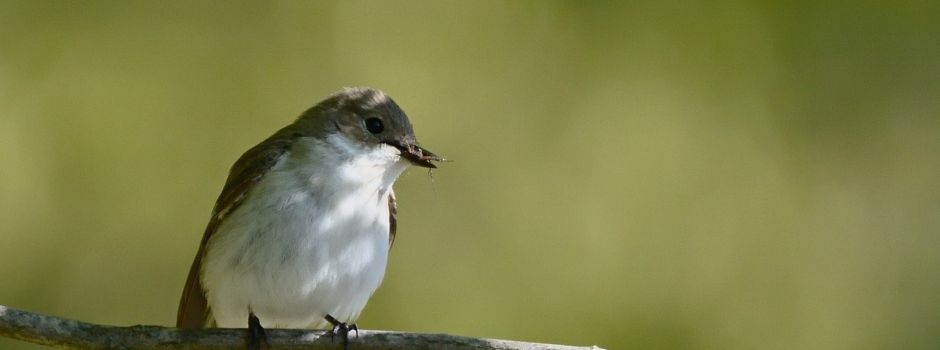 Führungswechsel im Vogelschutzverein Hitzkirchen