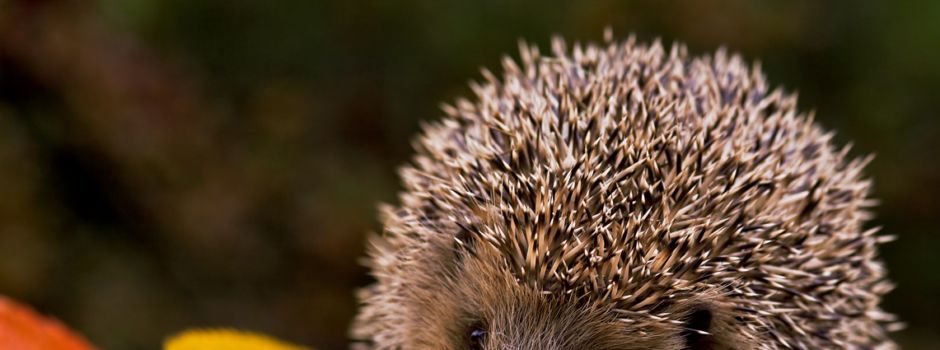 Igel – Sonderausstellung öffnet am 16. Oktober 2026 im Naturparkzentrum Hoher Fläming 