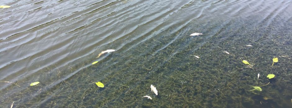 Fischsterben in der Ems