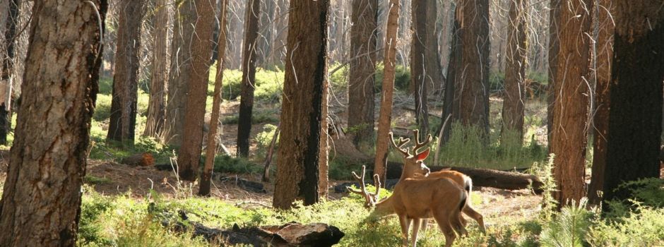 Jahreshauptversammlung der Jagdgenossenschaft Schwend