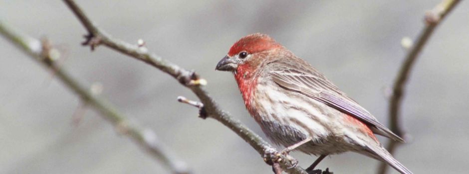 Unbekannte quälen und töten Vögel