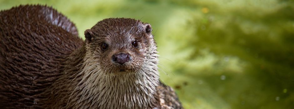 Fischotter-Sensation im Westerwald: Erste Sichtung seit 1988