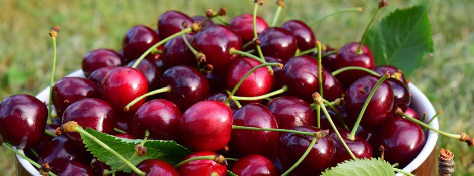 Kirschen pflücken in Augsburg – 3 Hallo-Tipps