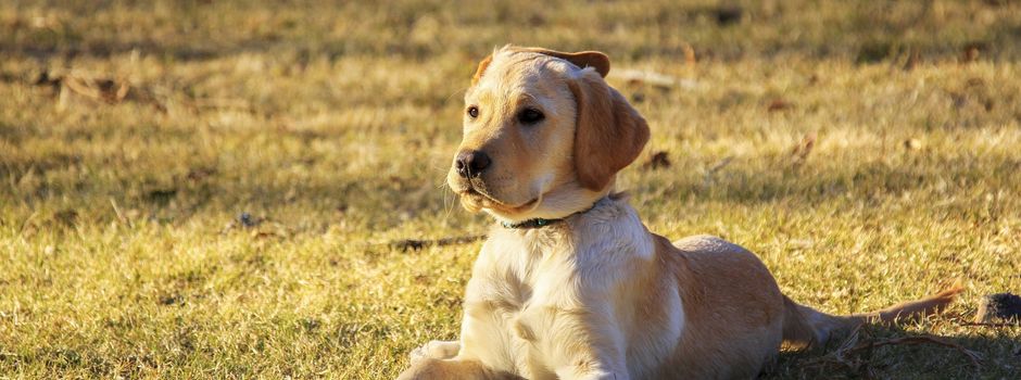 Anmeldung Hunde – Überprüfung Hundebestandsliste